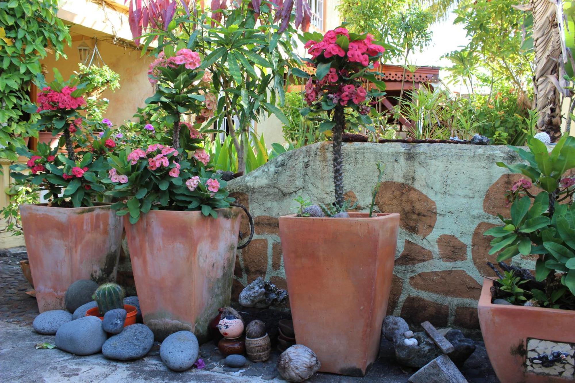 Bed and Breakfast La Reine Creole La Gaulette Exteriér fotografie